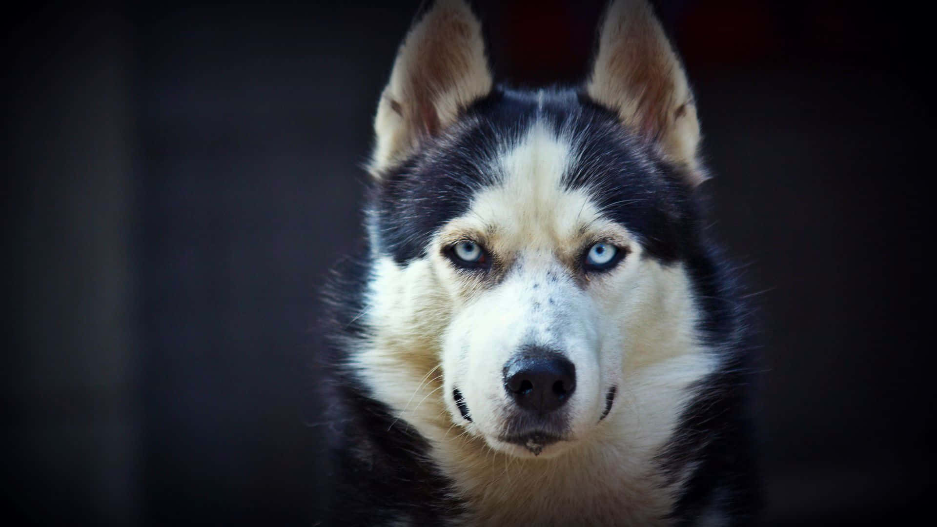 Siberian Husky Dog Fierce Gaze Background