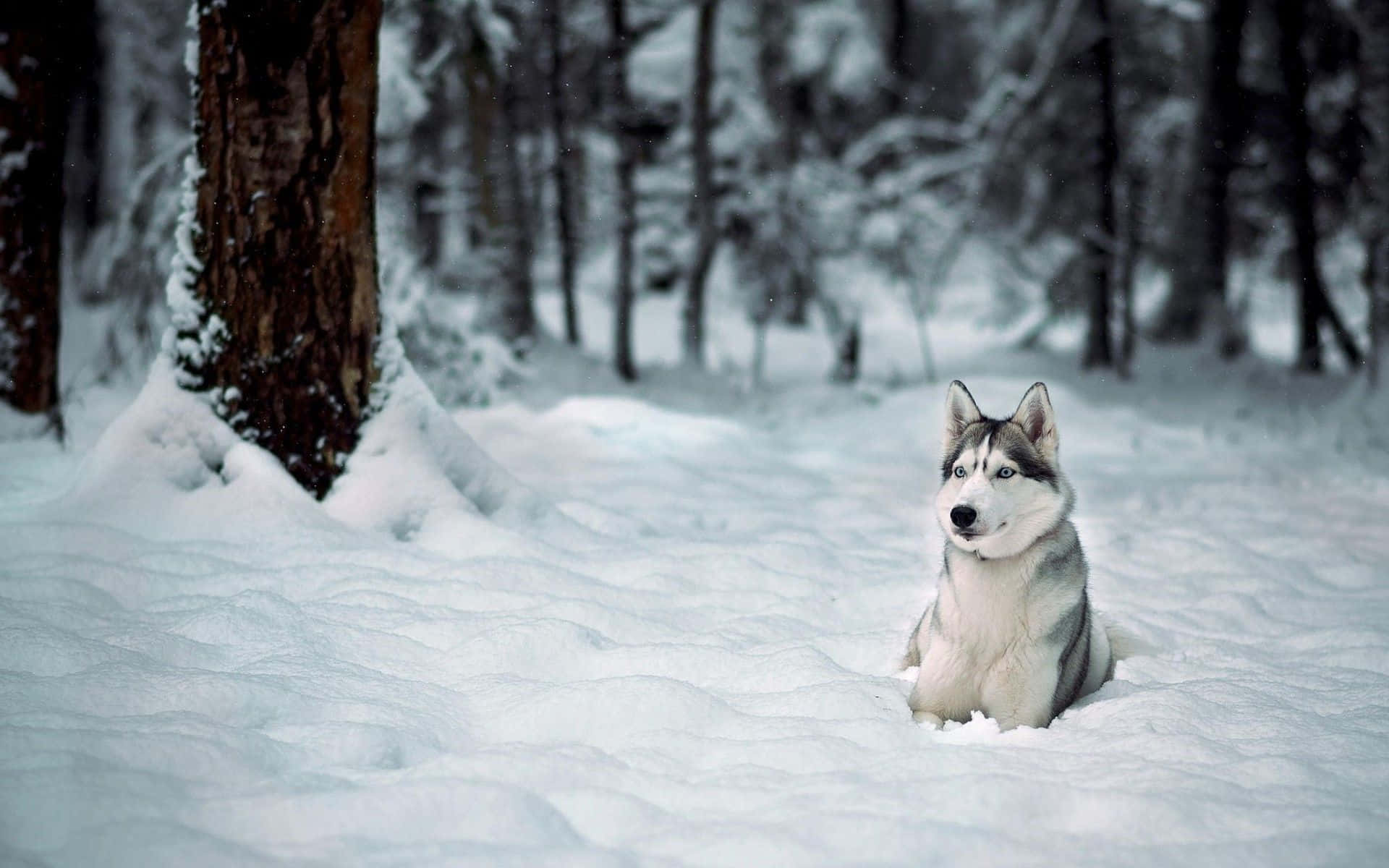 Siberian Husky Dog In Snow Wallpaper