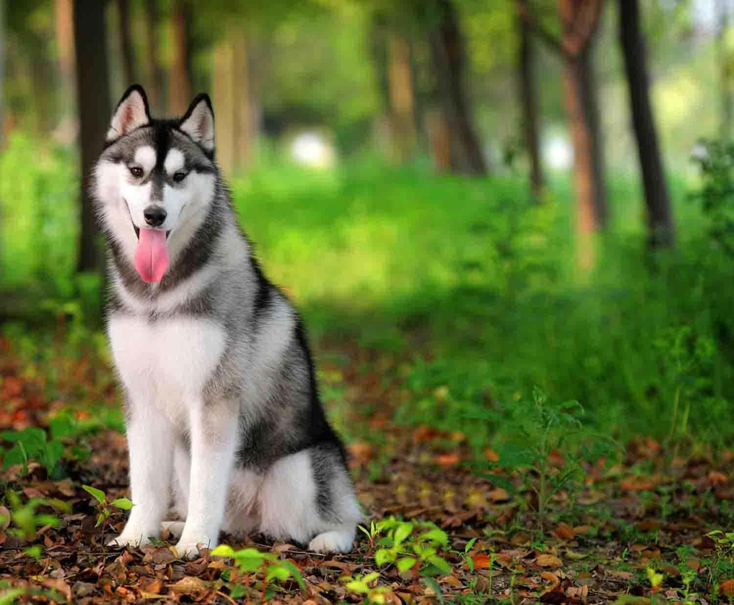 Siberisk Husky Hund I Skoven Wallpaper