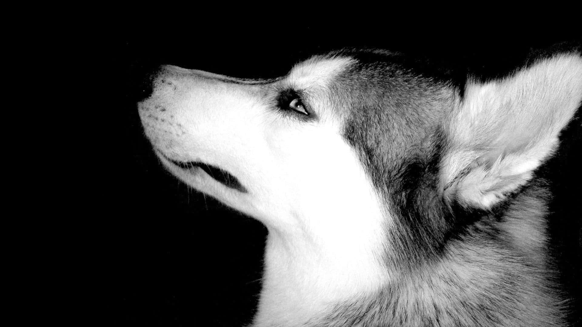 Siberian Husky Dog Profile Background