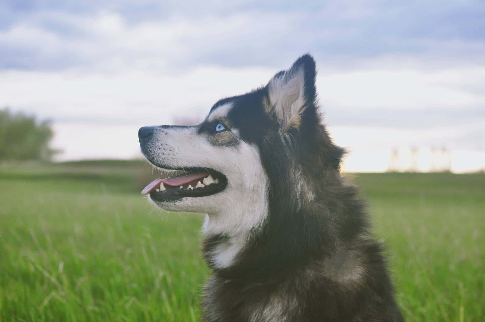 Siberian Husky Dog Side Profile Background