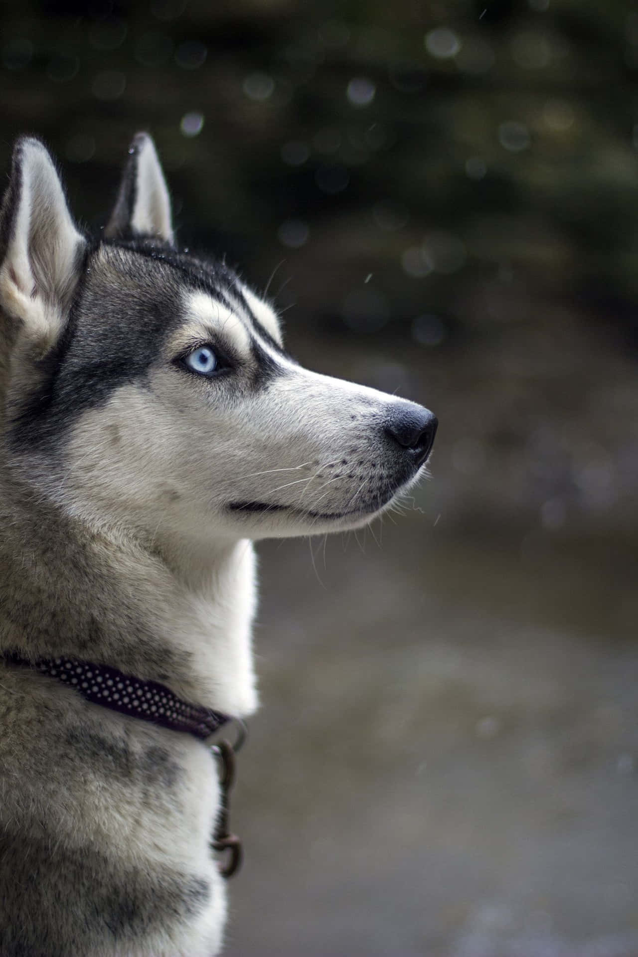Siberian Husky Dog With Blue Eyes Background