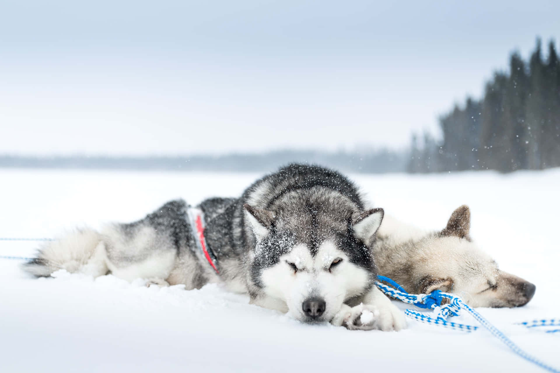 Siberian Husky Dogs Relaxing In Snow Background