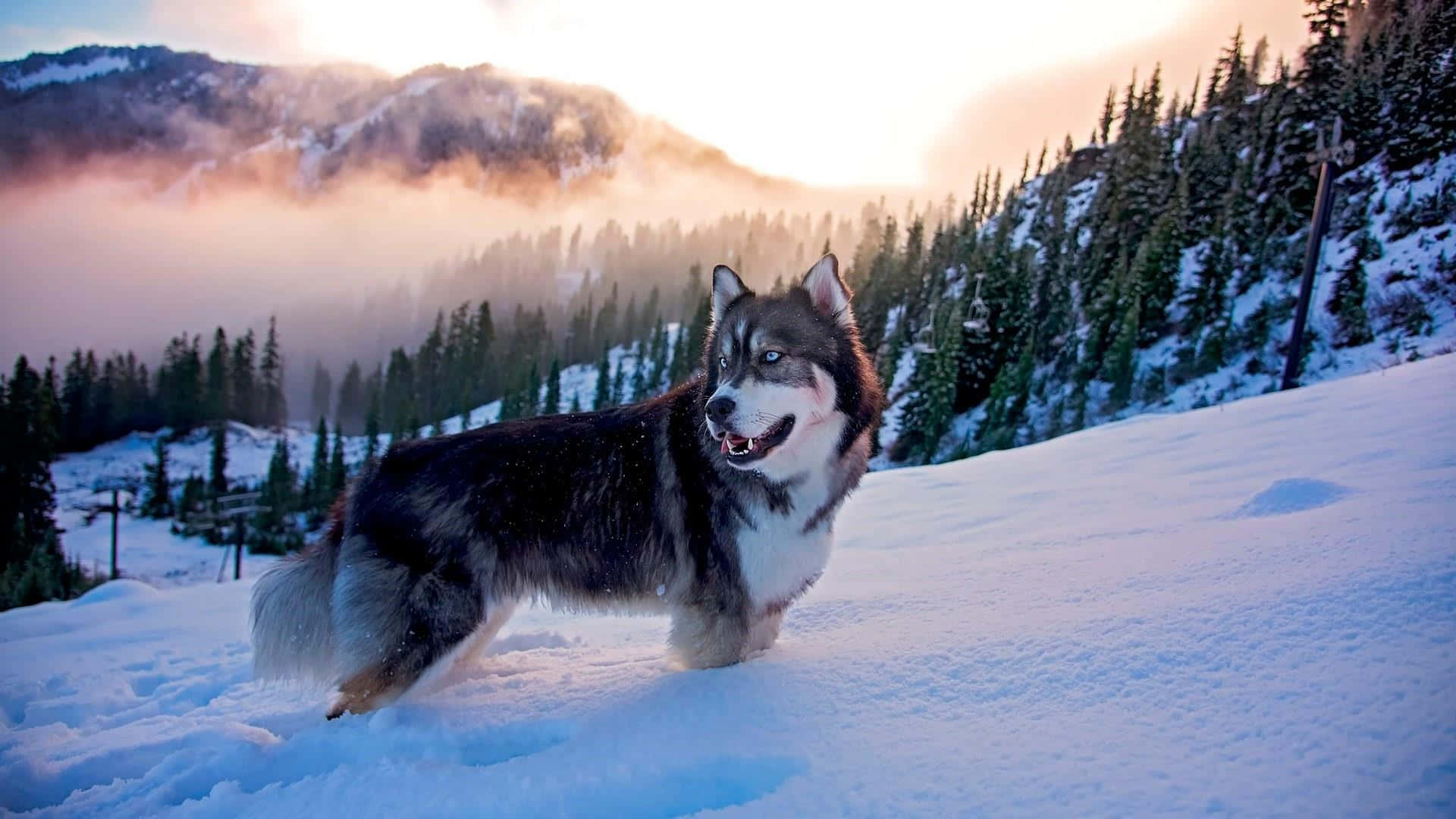 Siberian Husky In Snow Mountain Background