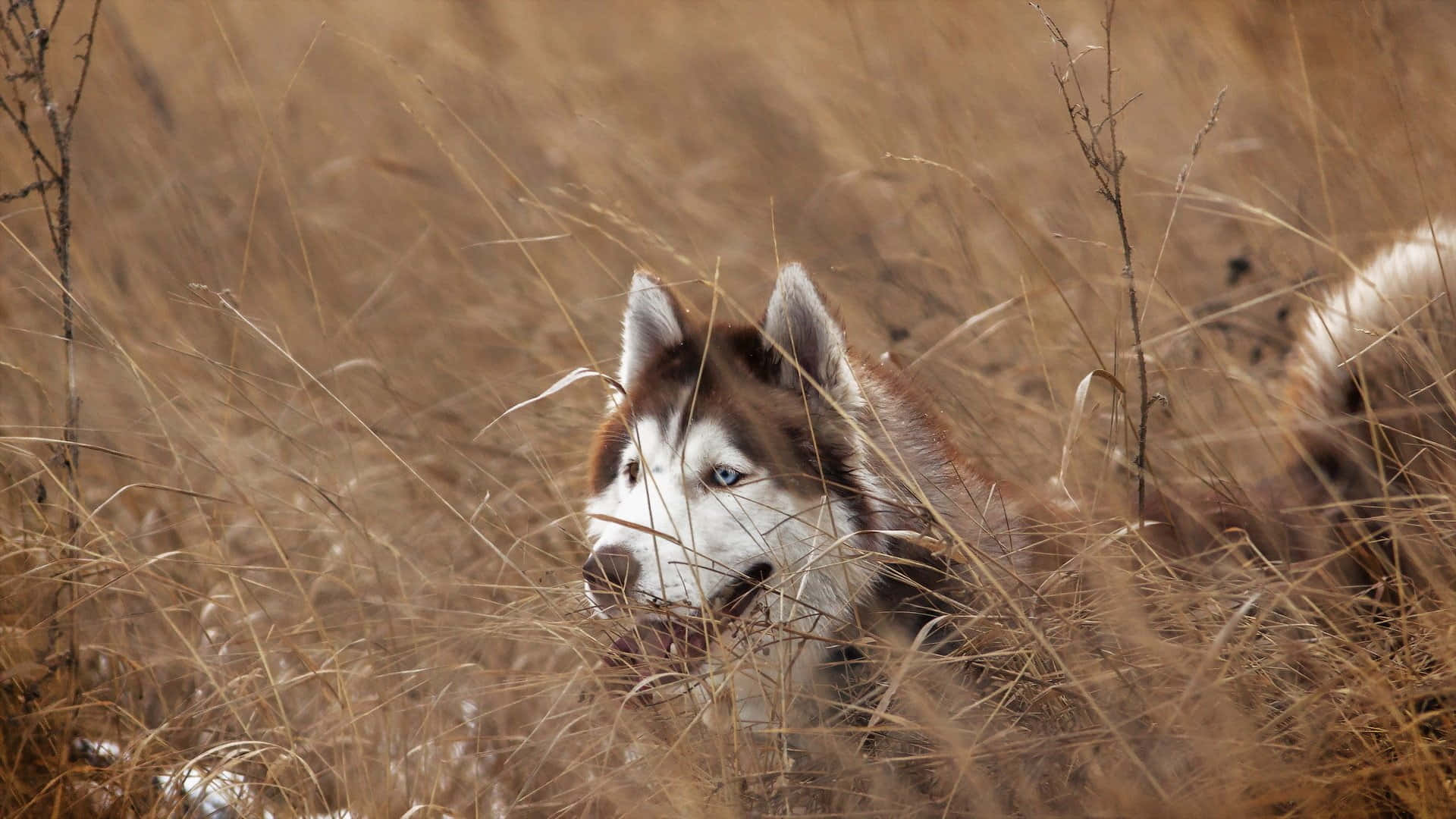 Siberian Husky In Wild Grassland Background
