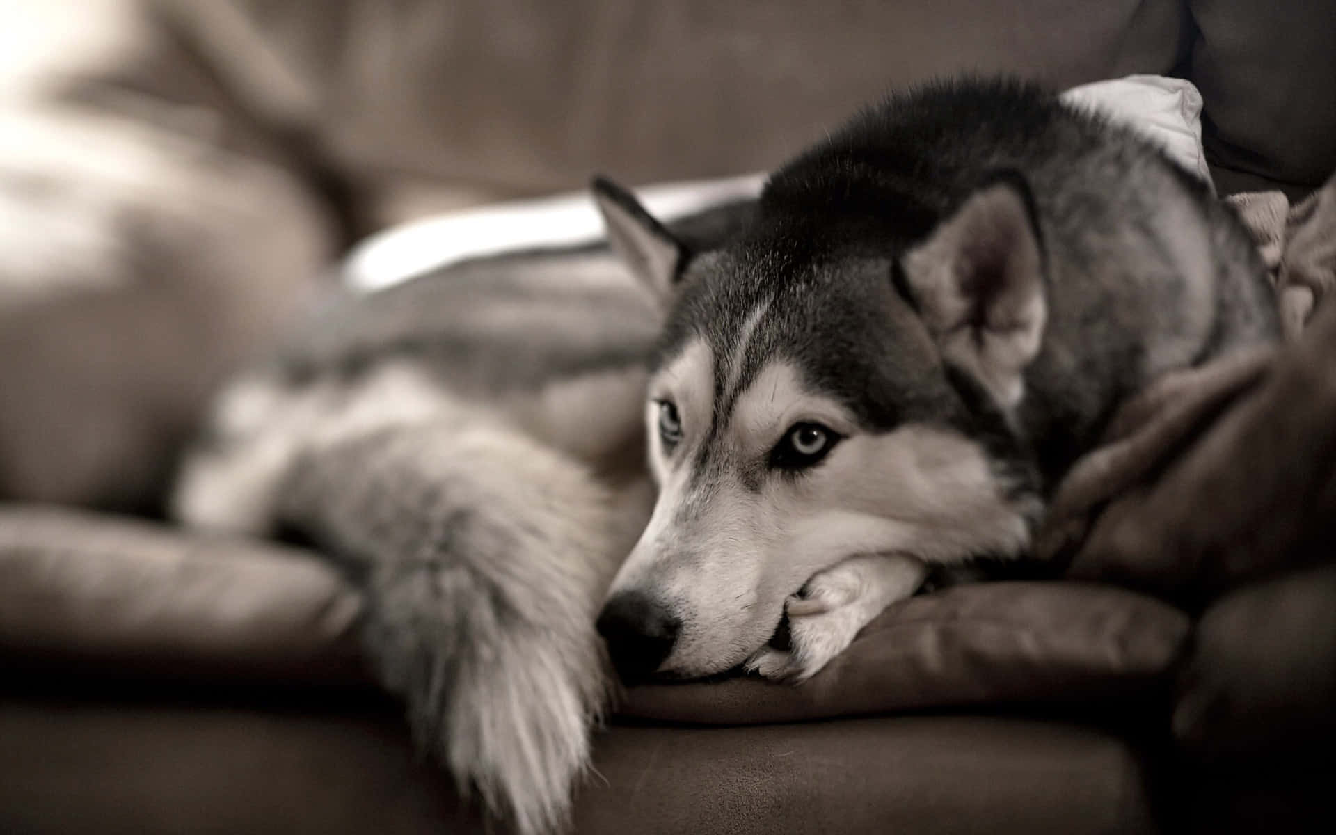 Siberian Husky On A Couch Background