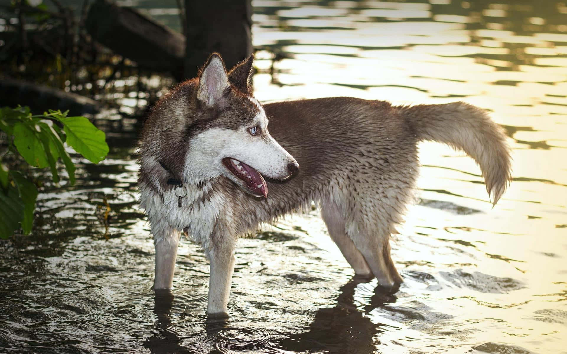 Siberian Husky On Water Background