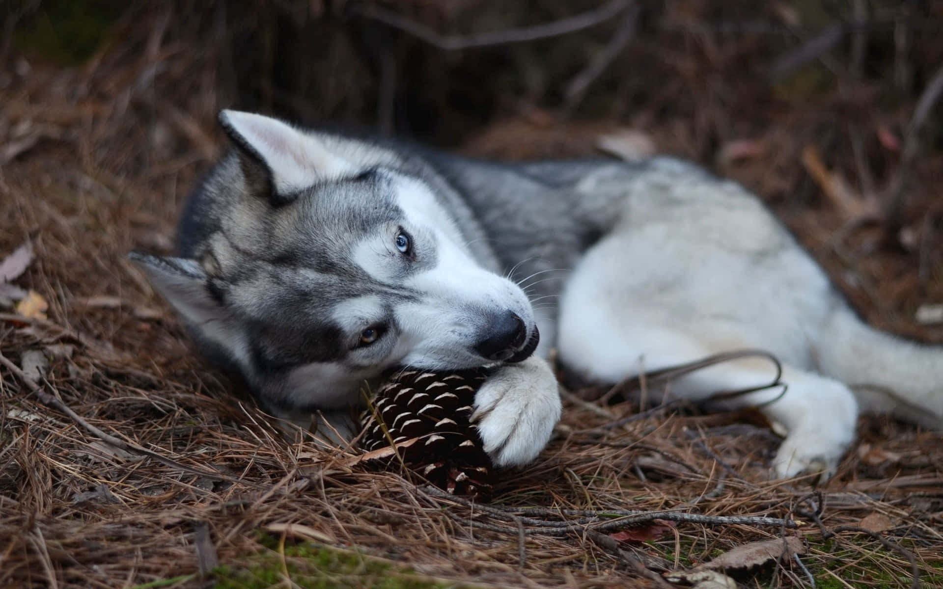 Siberian Husky Playing With A Pine Cone Background