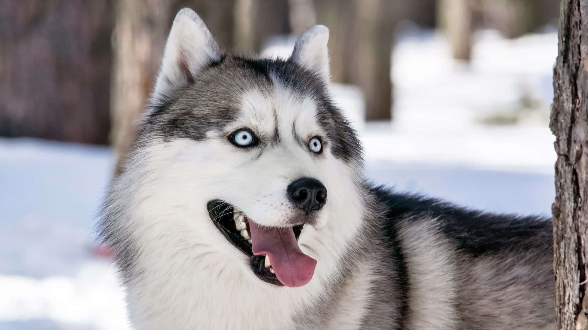 Siberian Husky Winter Dog Background