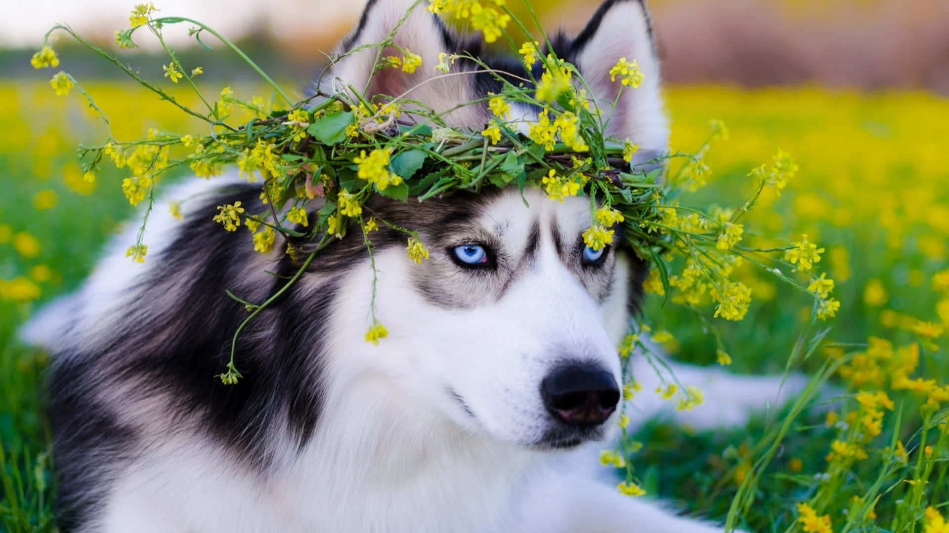 Siberian Husky With Yellow Flower Crown Wallpaper