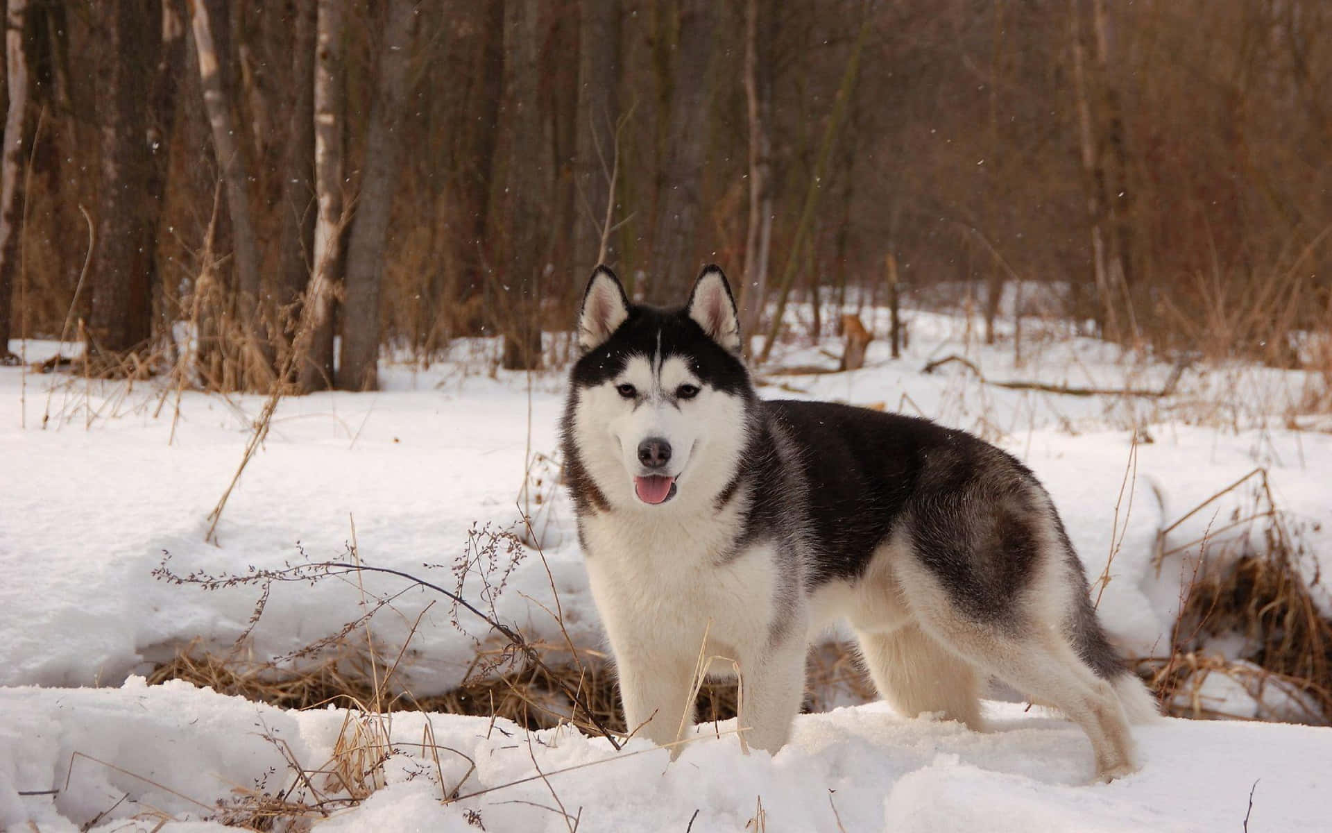 Siberische Husky In Sneeuwachtig Bos Achtergrond