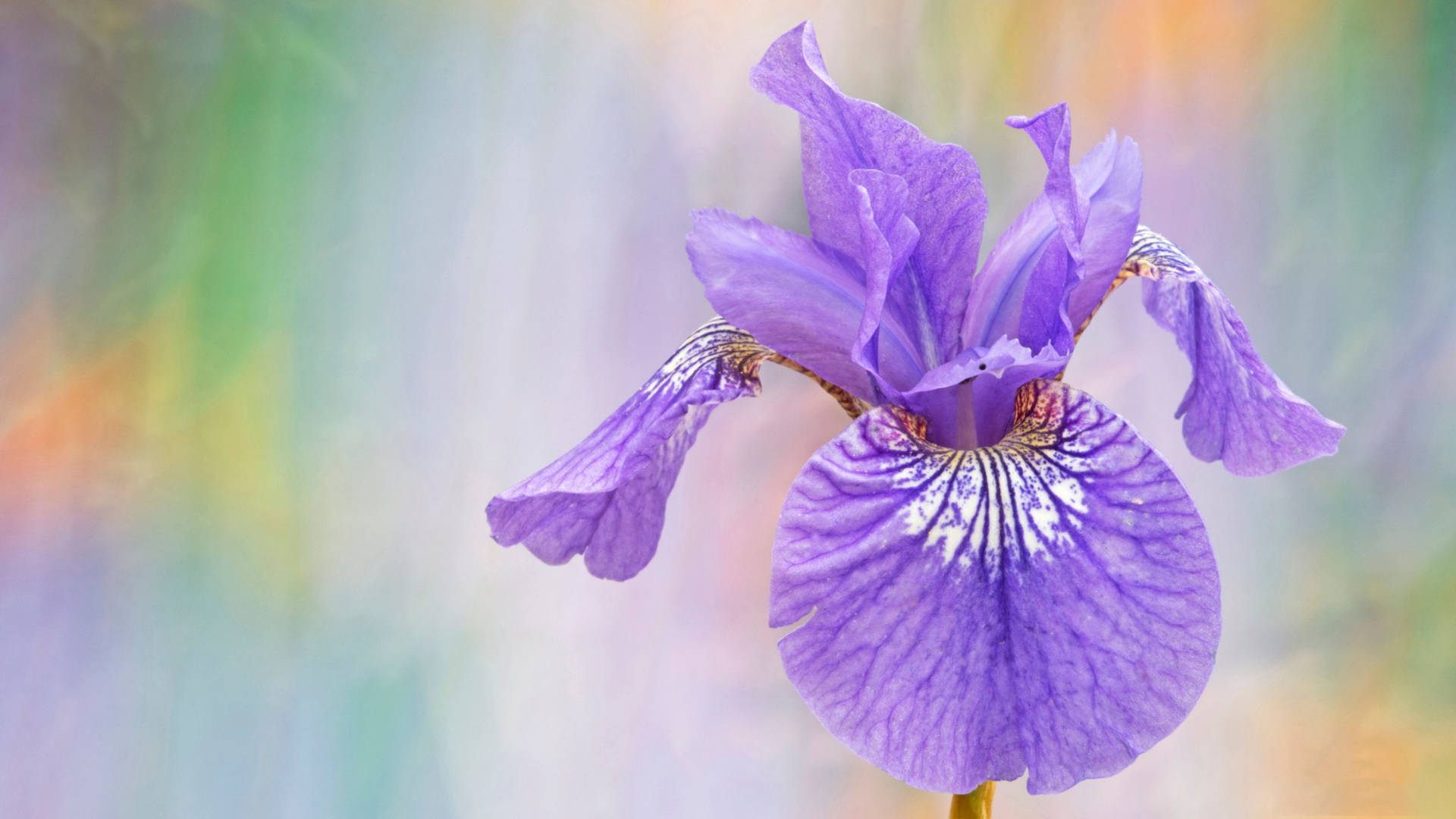 Siberian Iris Flower