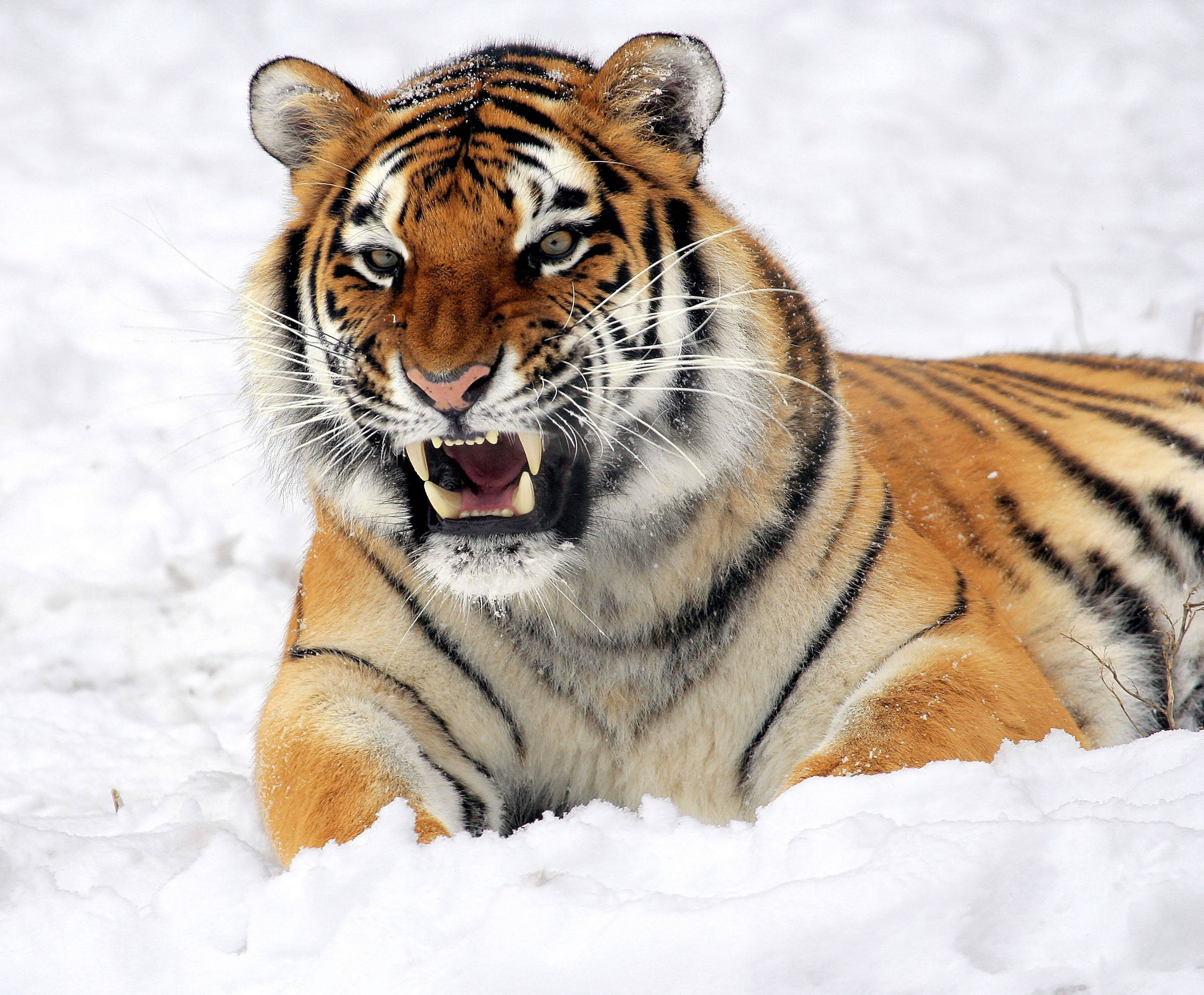 Siberian Snow Tiger 8k Tiger Uhd Background