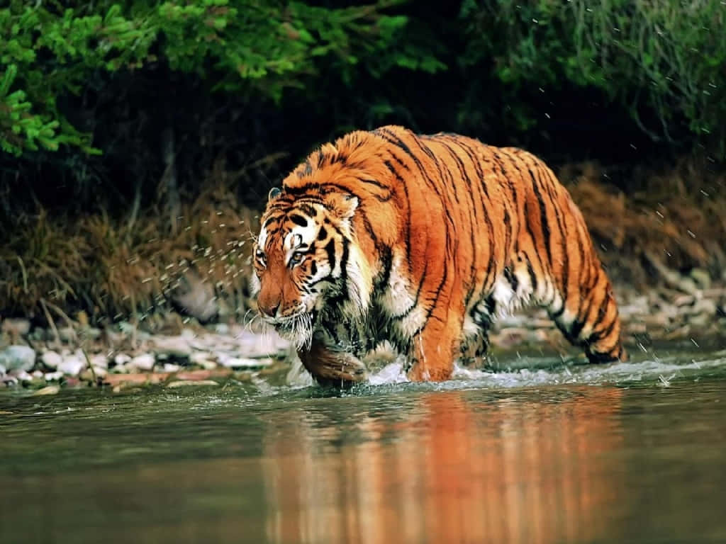 Siberian Tiger Crossing Water Wallpaper