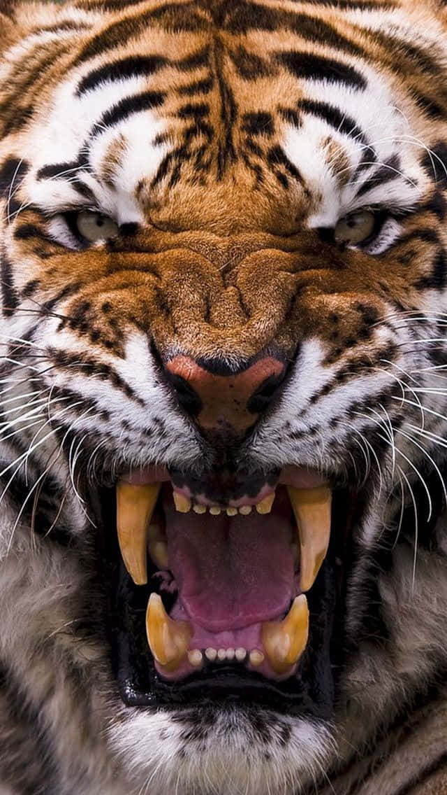 Siberian Tiger Face Background