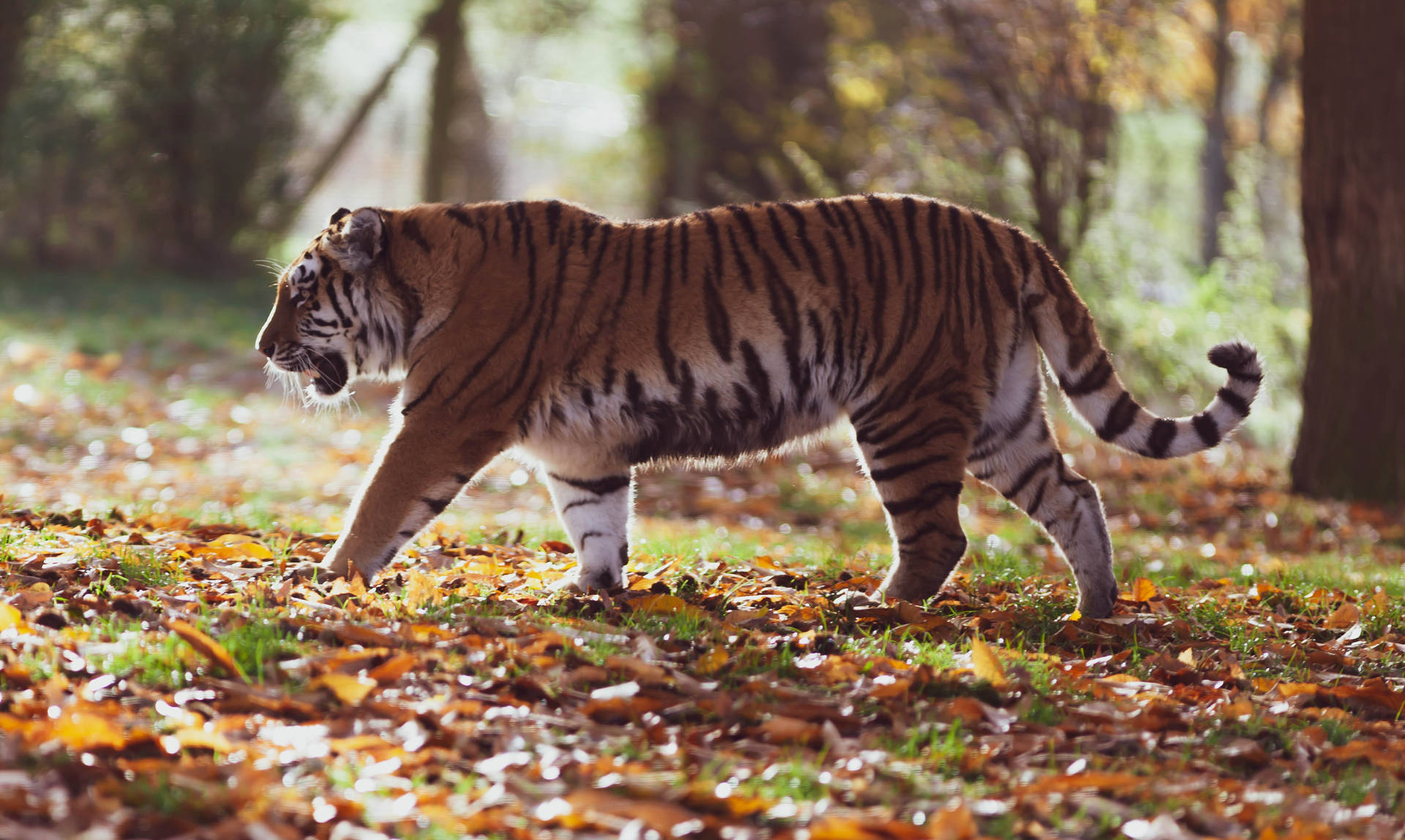 Siberian Tiger Hd On The Prowl Background
