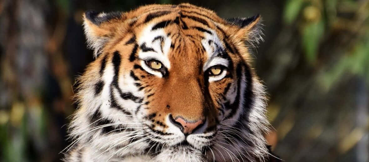 Siberian Tiger Portrait Wallpaper