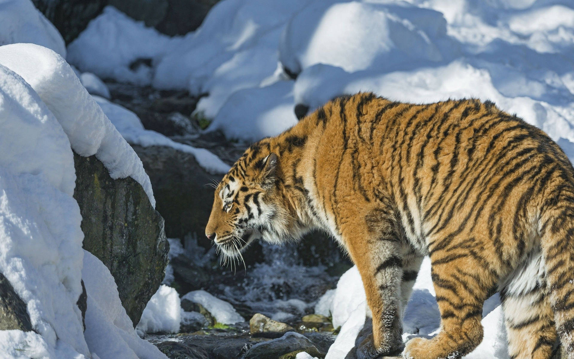 A majestic Siberian Tiger prowling the snow Wallpaper