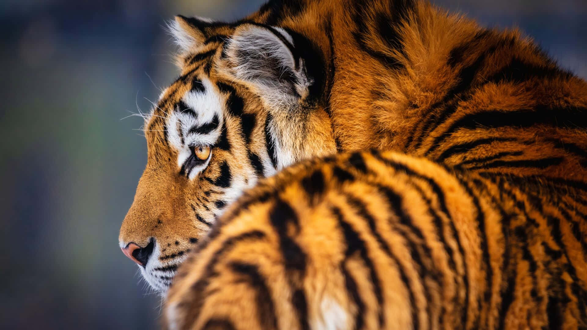 Siberian Tiger Profile View Wallpaper