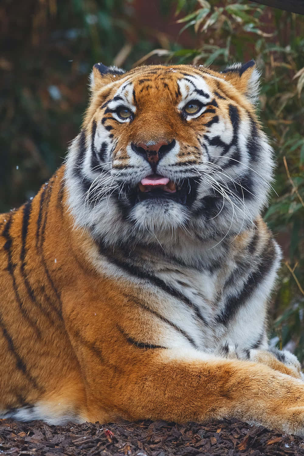 Siberian Tiger Resting Majestically Wallpaper