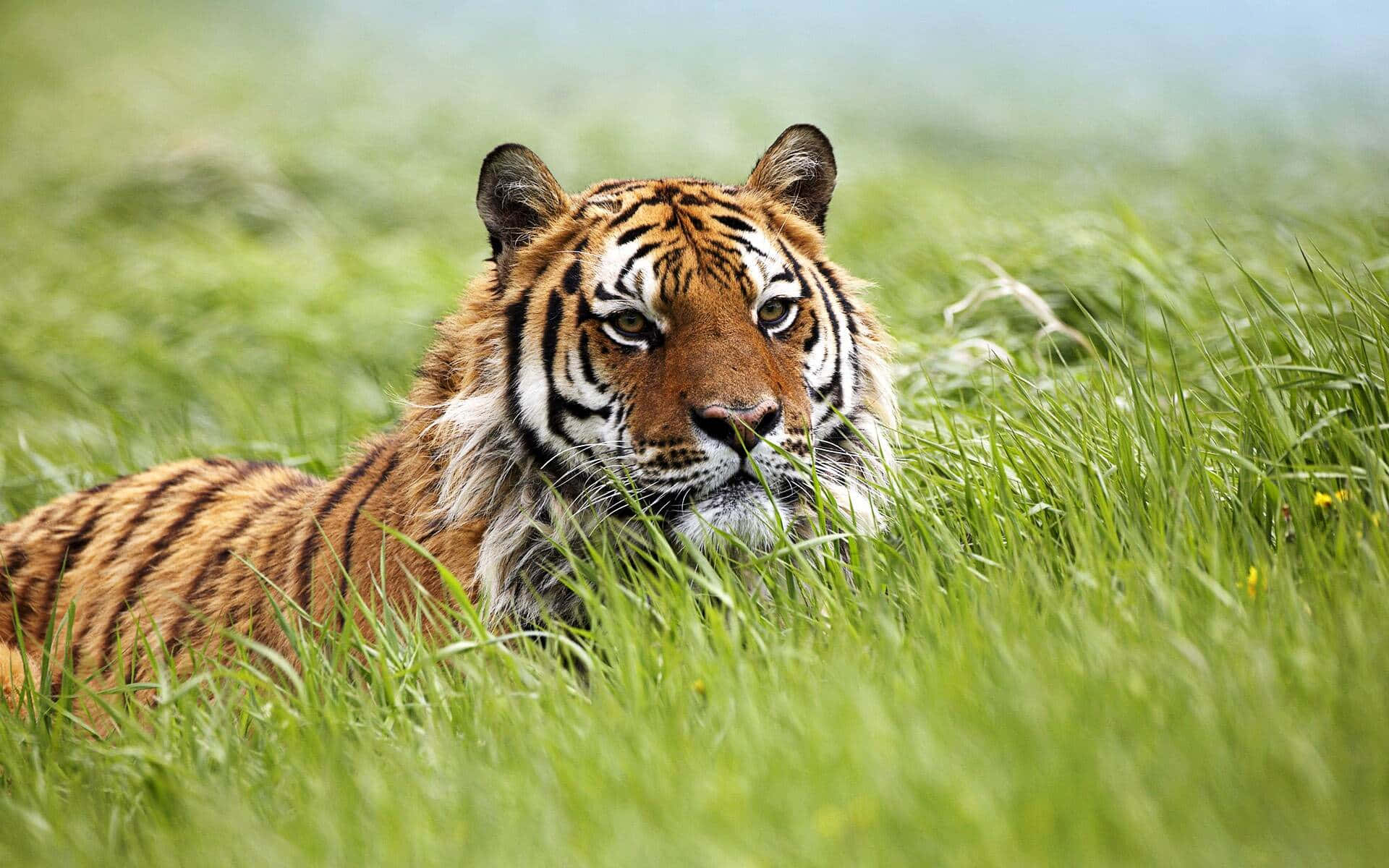 Siberian Tiger Restingin Grass Wallpaper