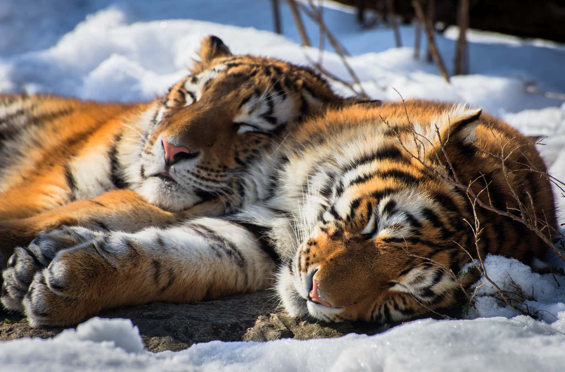 Siberian Tiger Restingin Snow Wallpaper