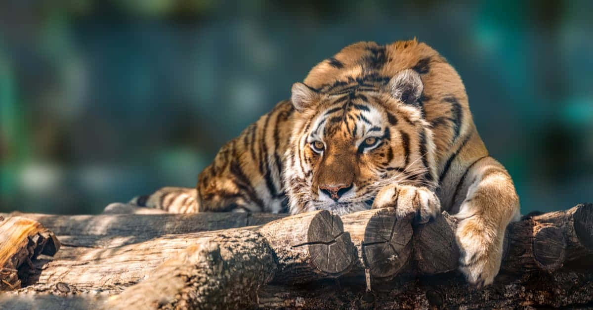 Siberian Tiger Restingon Log Wallpaper