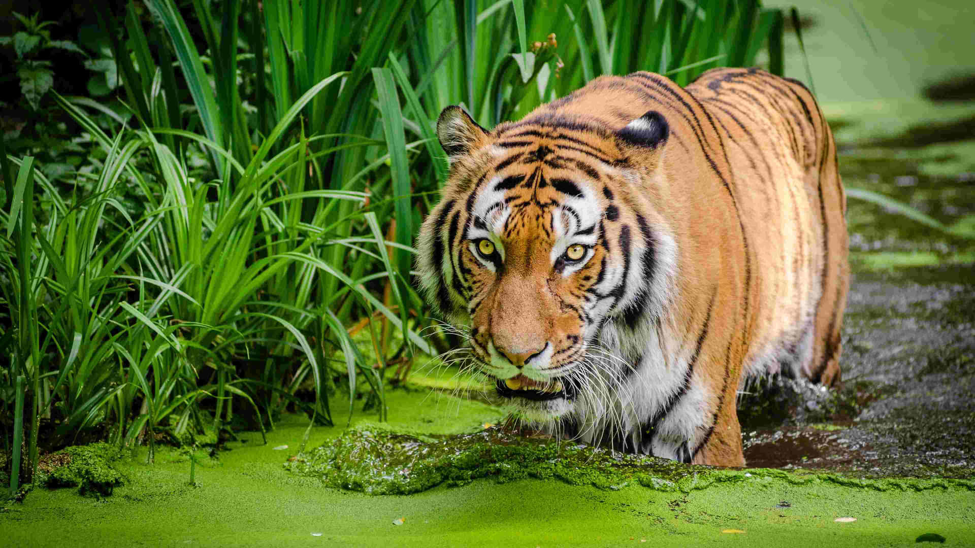 Siberian Tiger Stalking Through Water Wallpaper