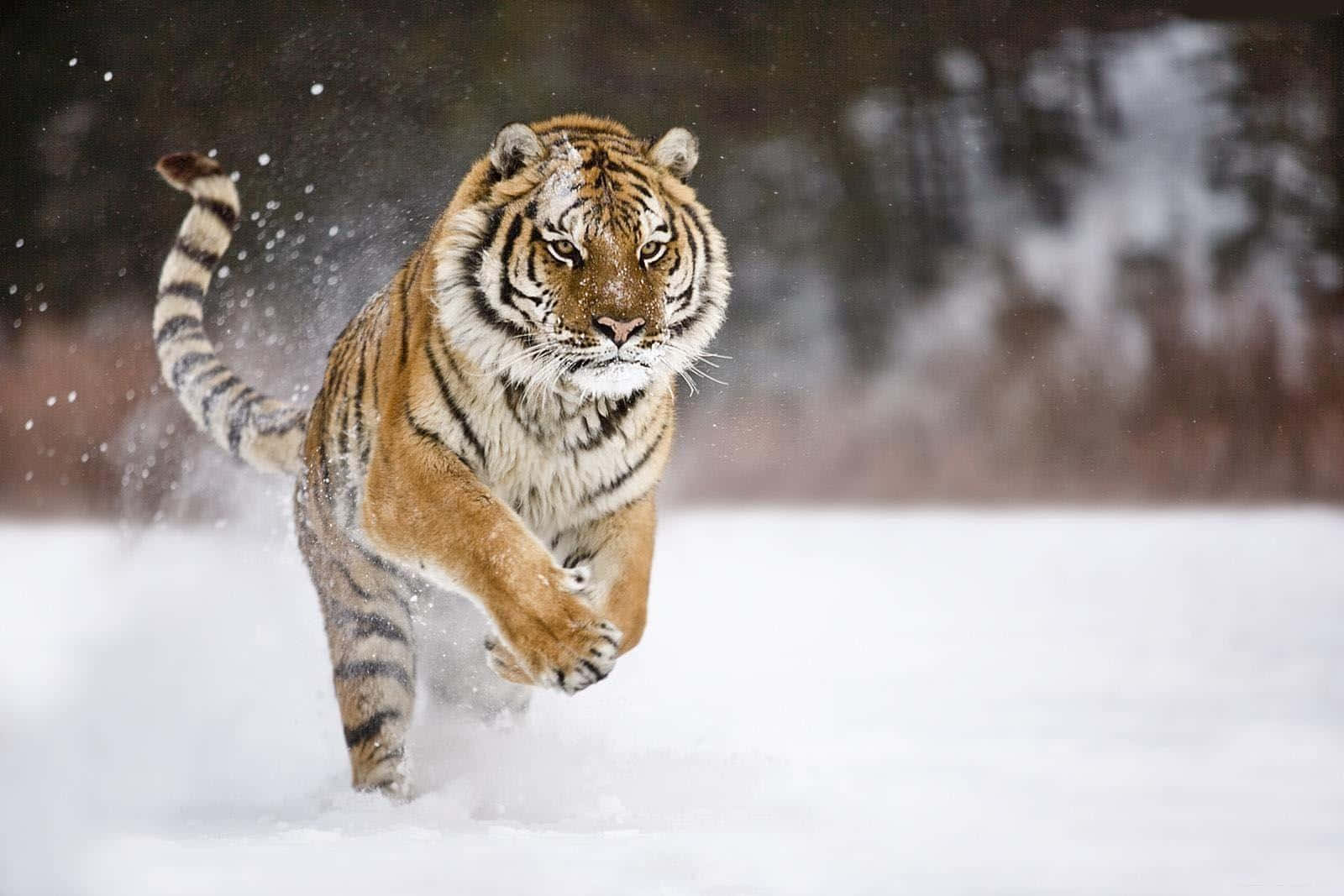 Siberian Tigerin Snow Charge Wallpaper