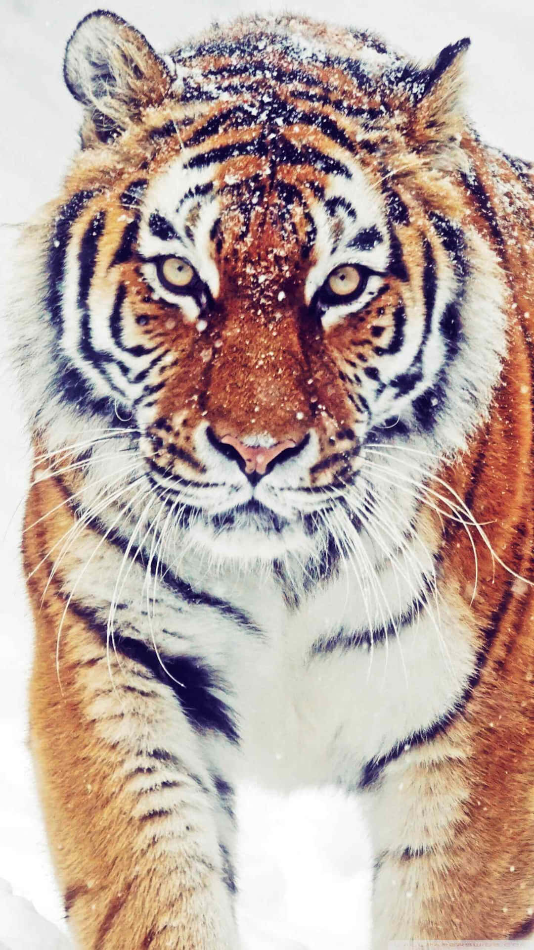 Siberian Tigerin Snow Wallpaper