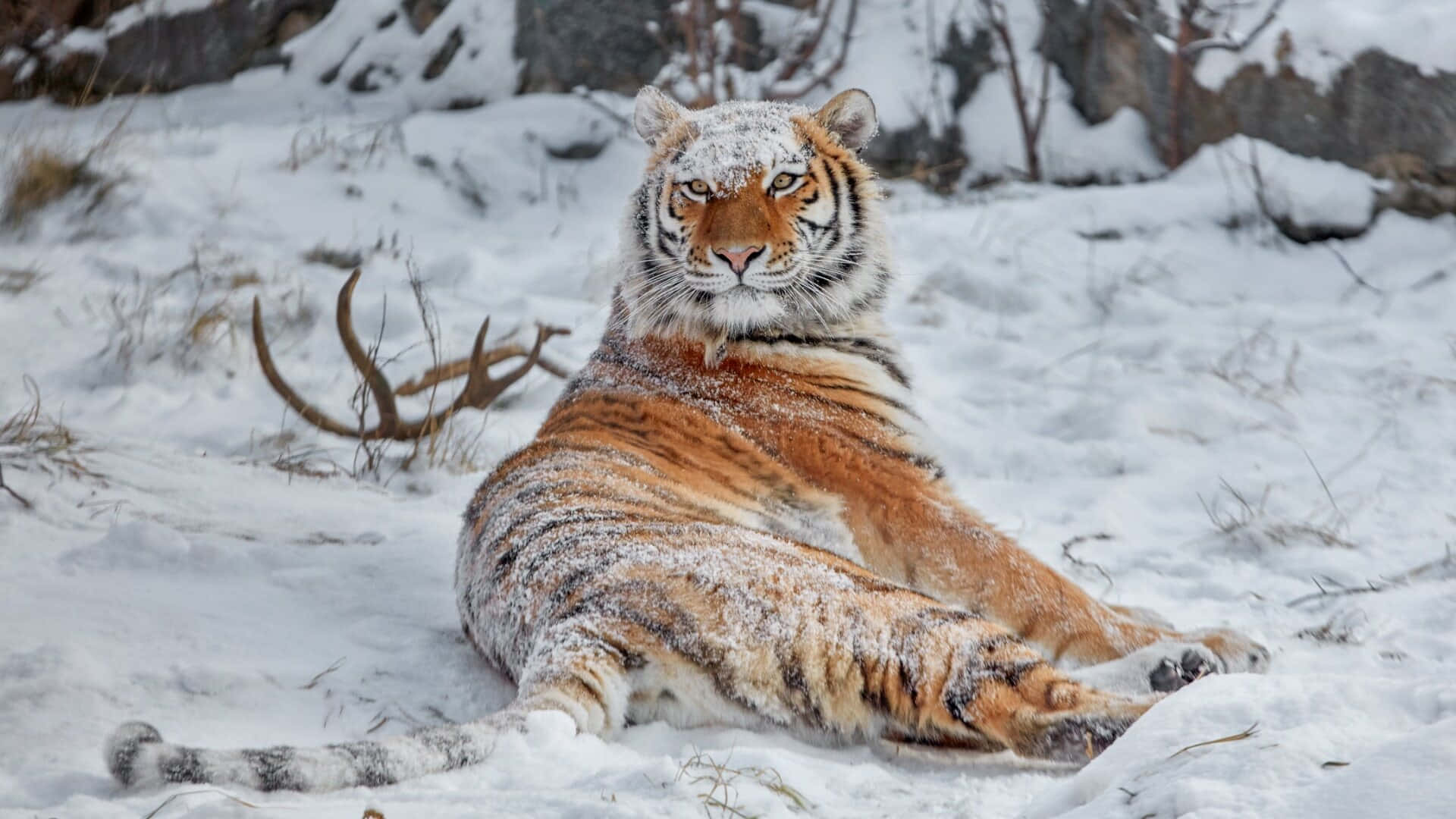 Siberian Tigerin Snow.jpg Wallpaper