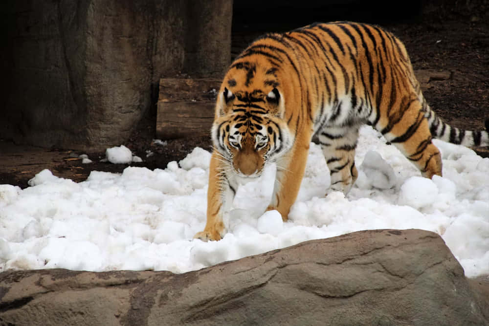 Siberian Tigerin Snow Wallpaper