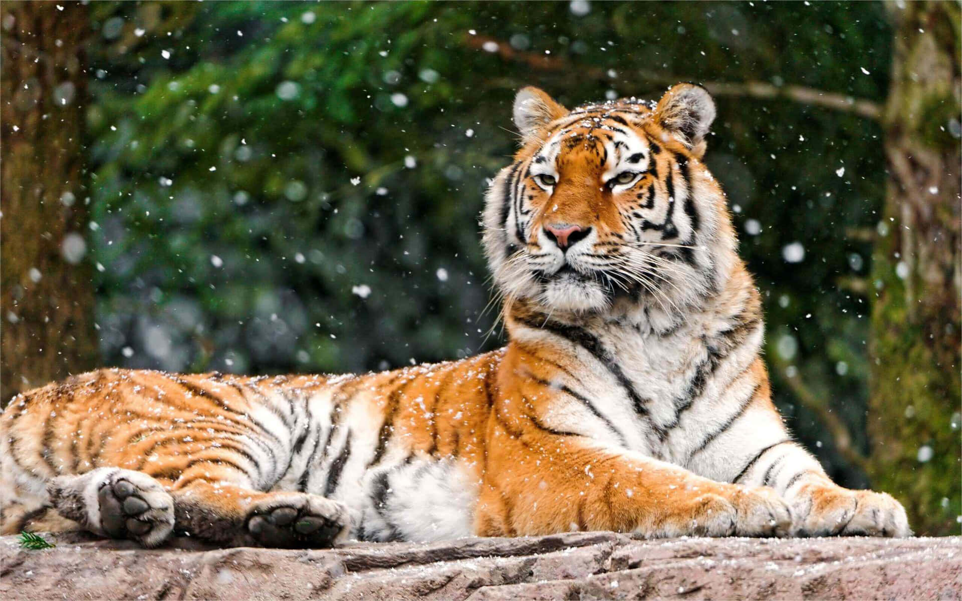 Siberian Tigerin Snowfall.jpg Wallpaper