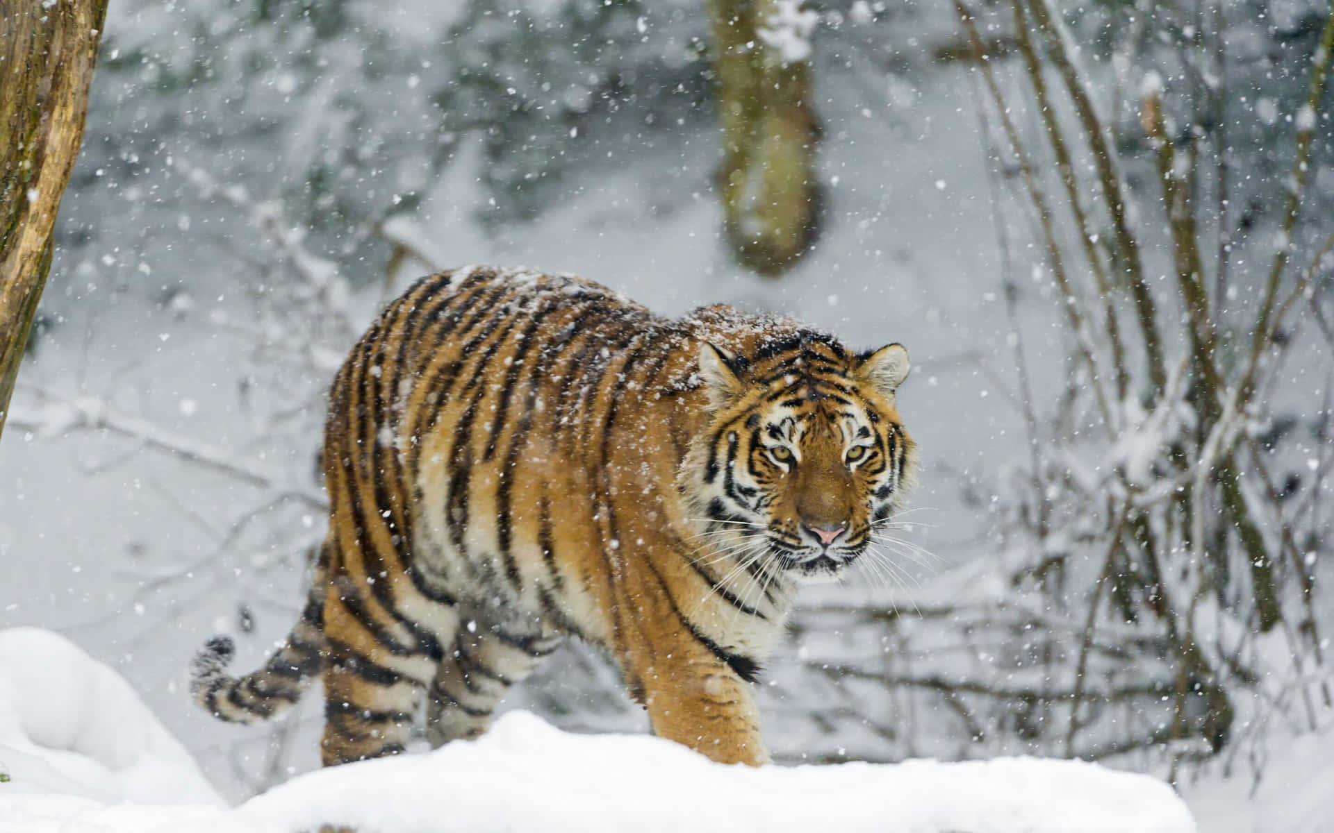 Siberian Tigerin Snowfall.jpg Wallpaper