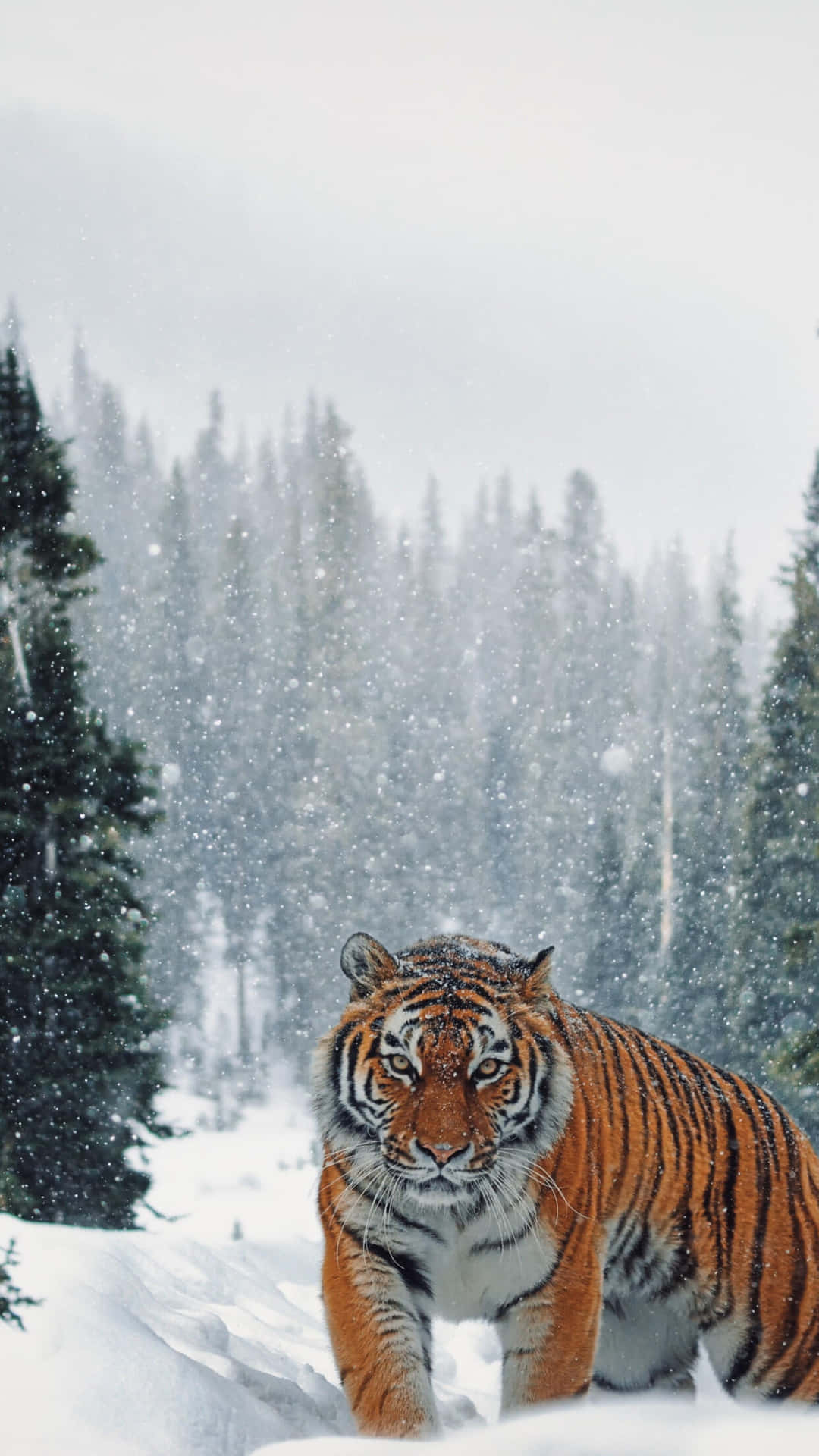 Siberian Tigerin Snowy Forest Wallpaper