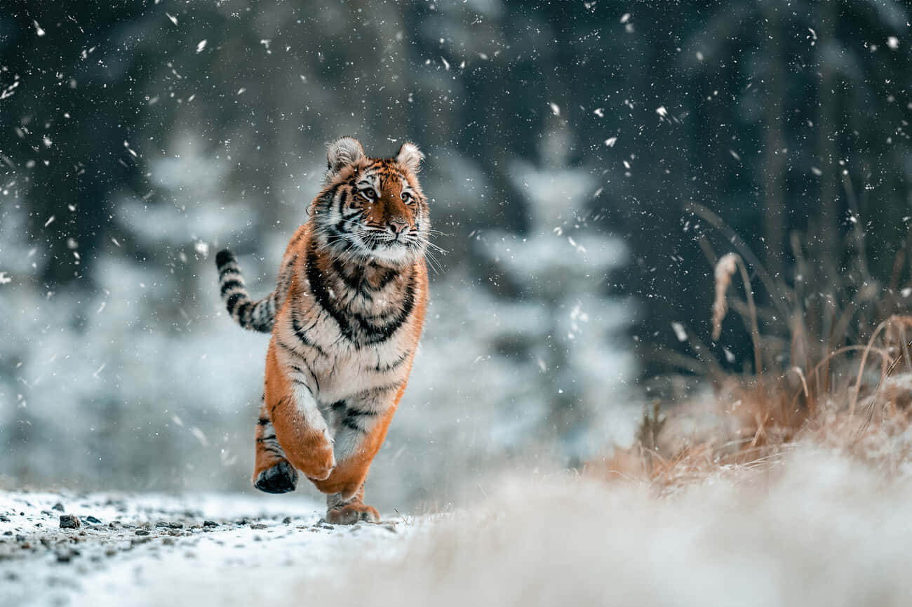 Siberian Tigerin Snowy Habitat.jpg Wallpaper