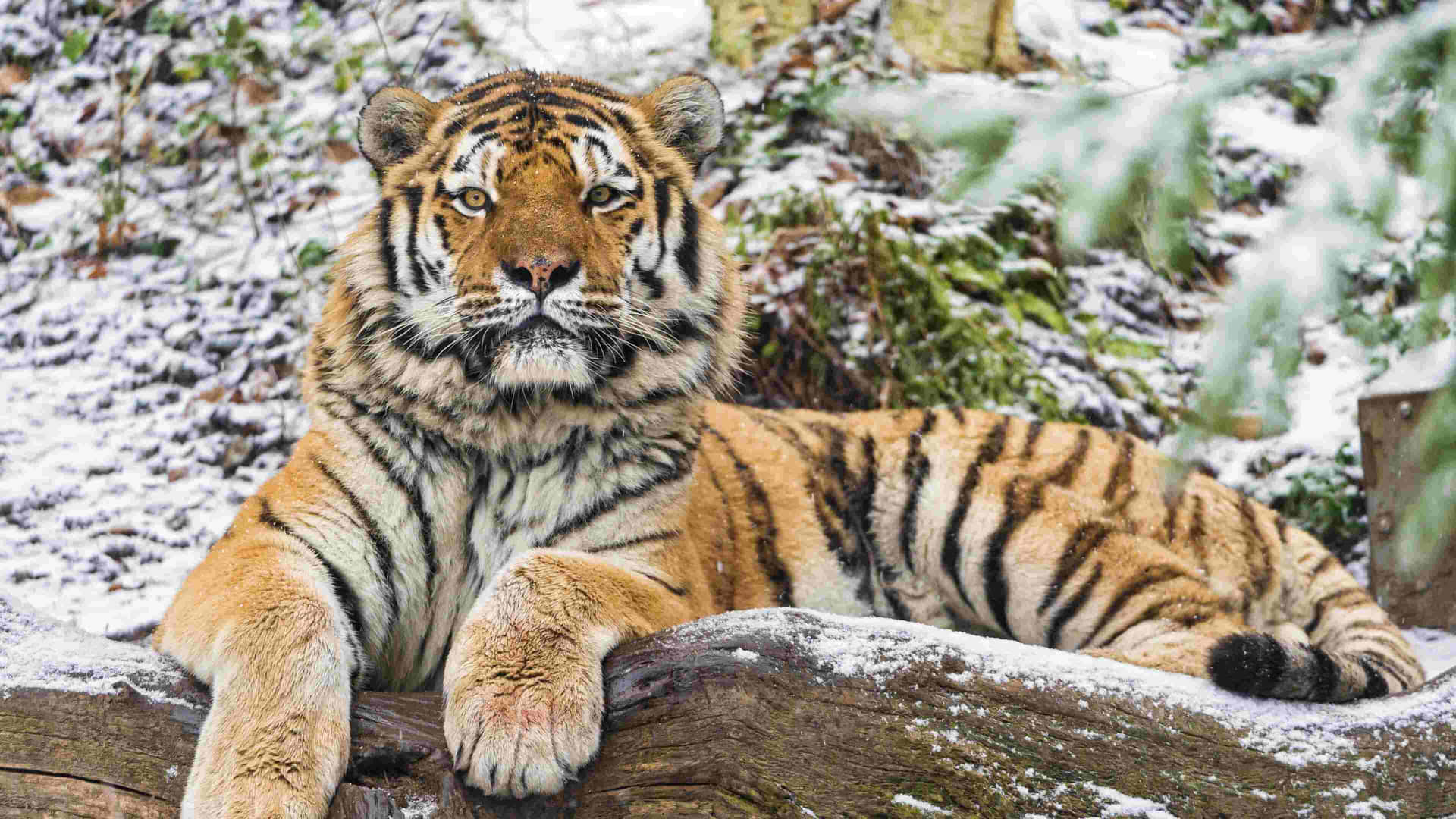 Siberian Tigerin Snowy Habitat.jpg Wallpaper