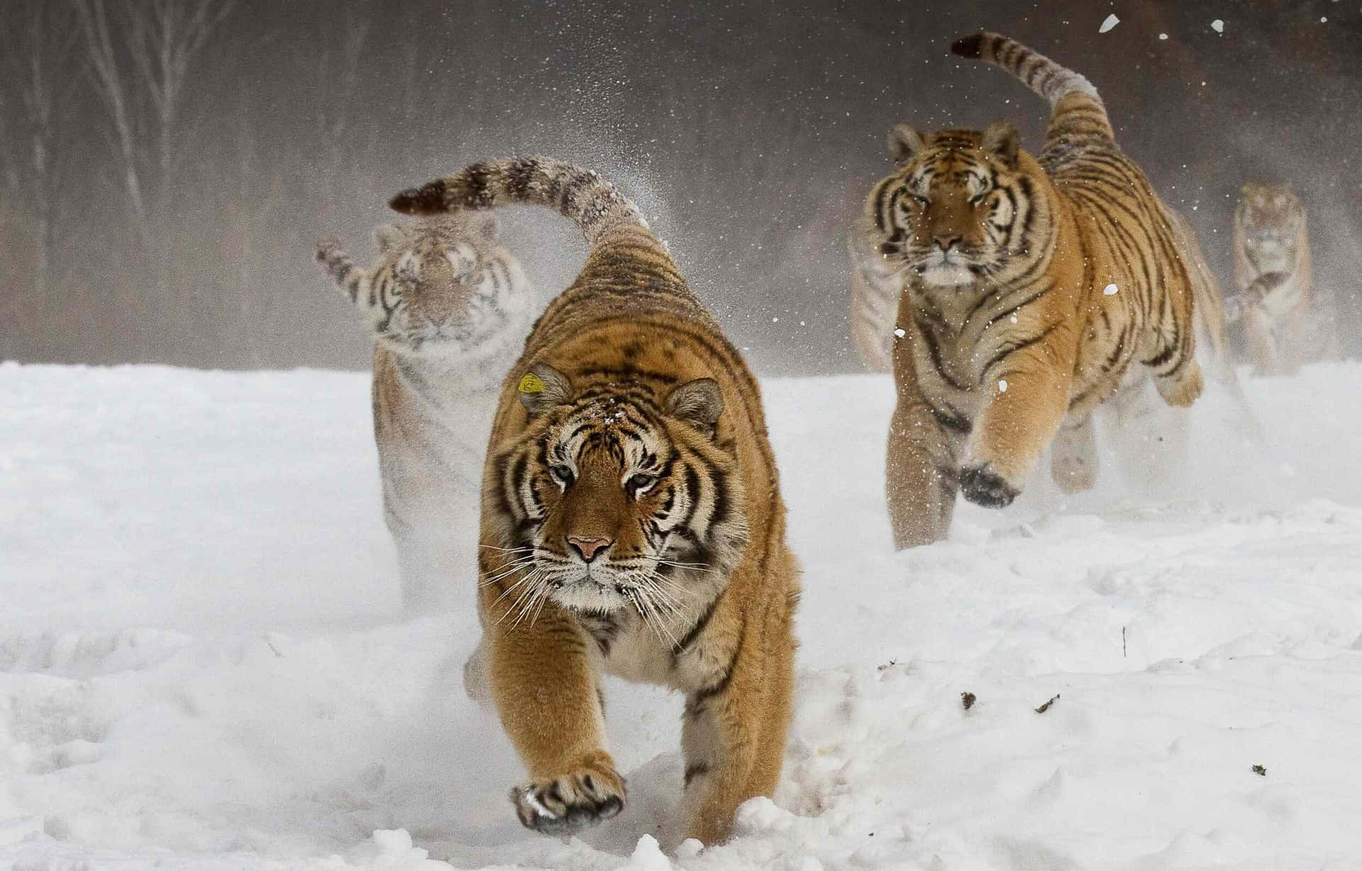 Siberian Tigersin Snow Charge Wallpaper