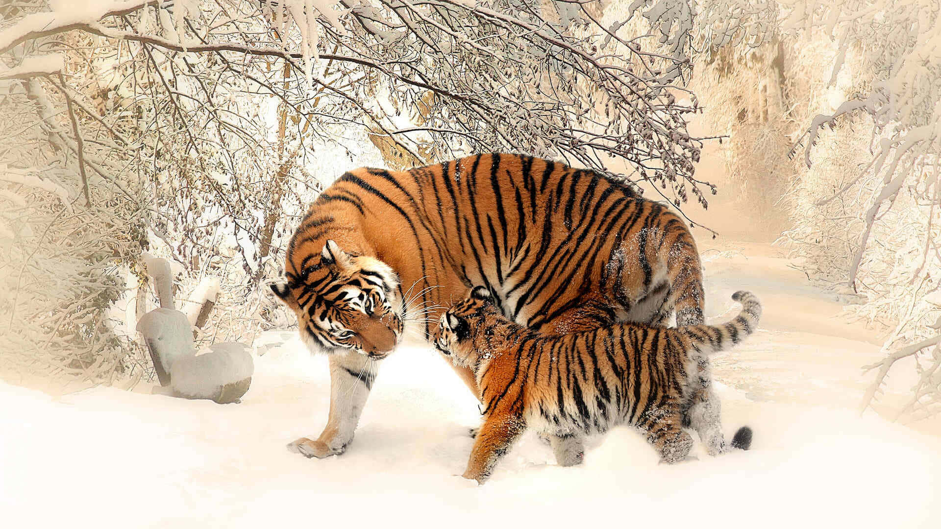 Siberian Tigersin Snowy Habitat Wallpaper