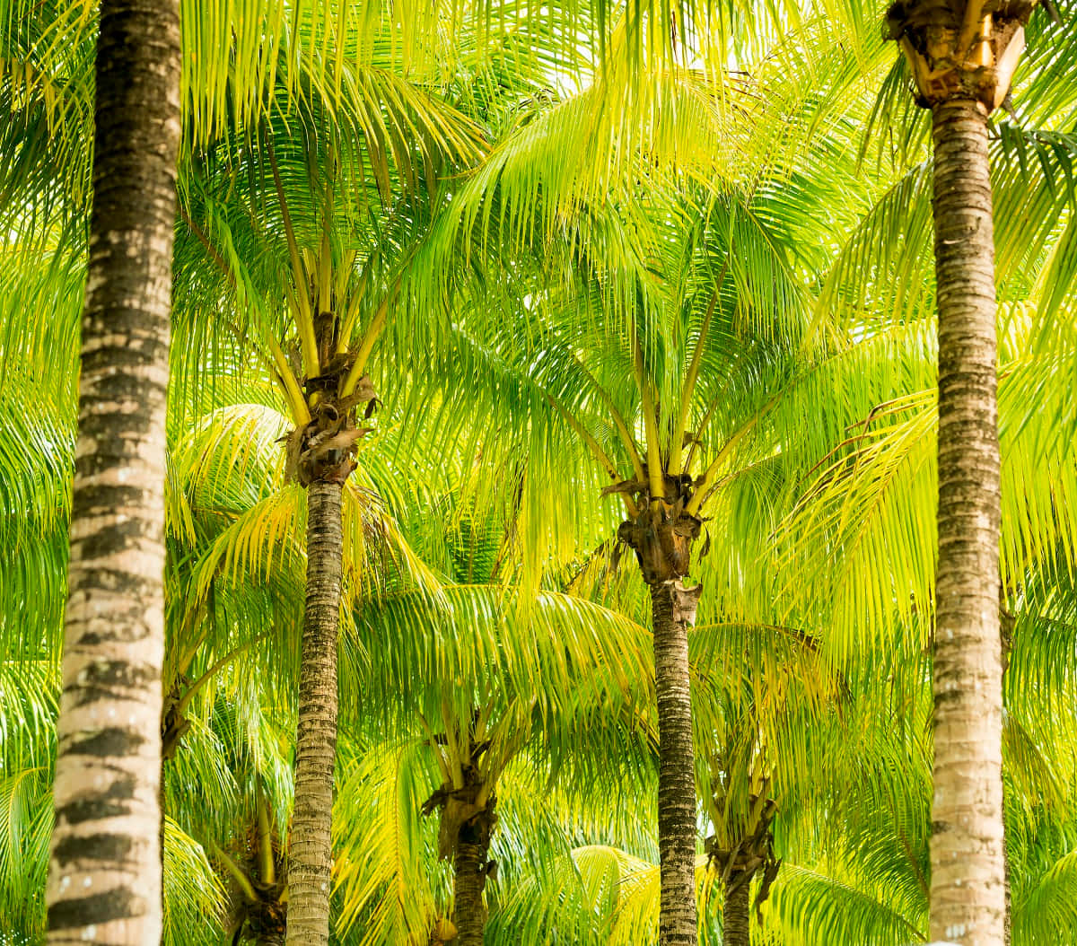 Bildmit Gelb-grünen Kranken Palmen