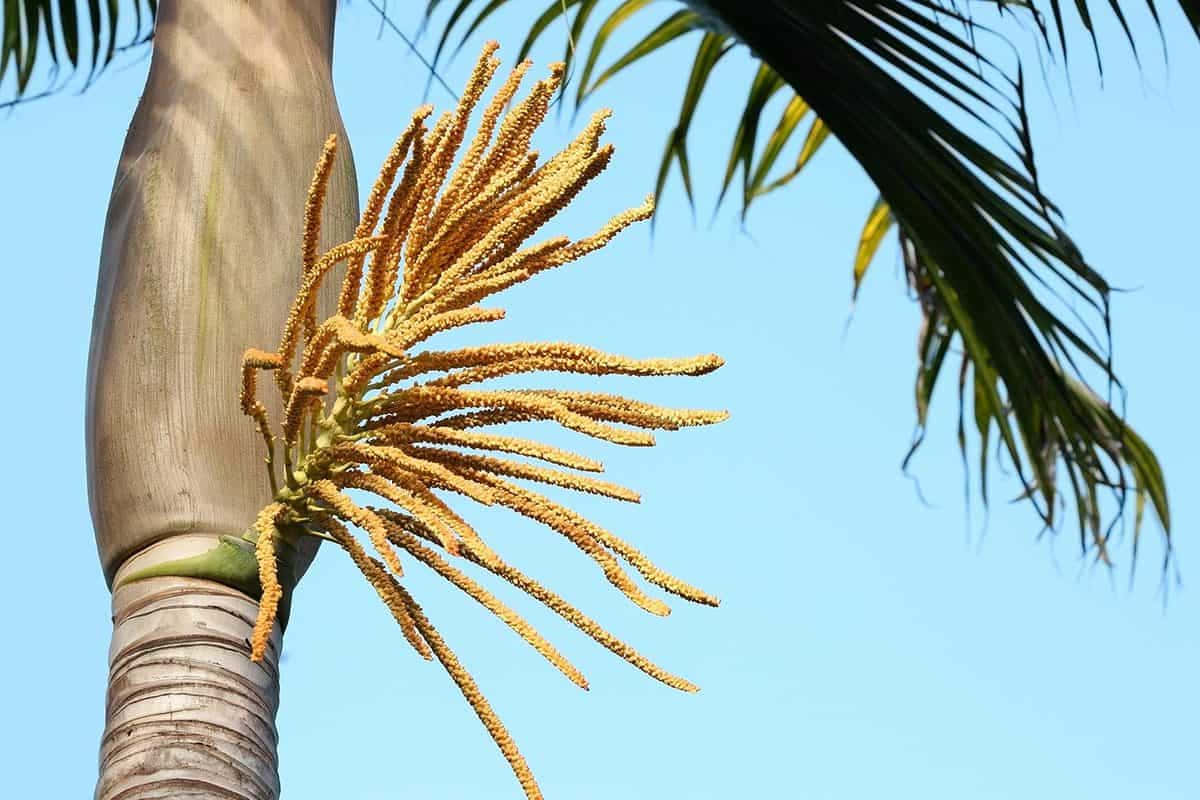 Sick Palm Tree Dried Fruit Picture