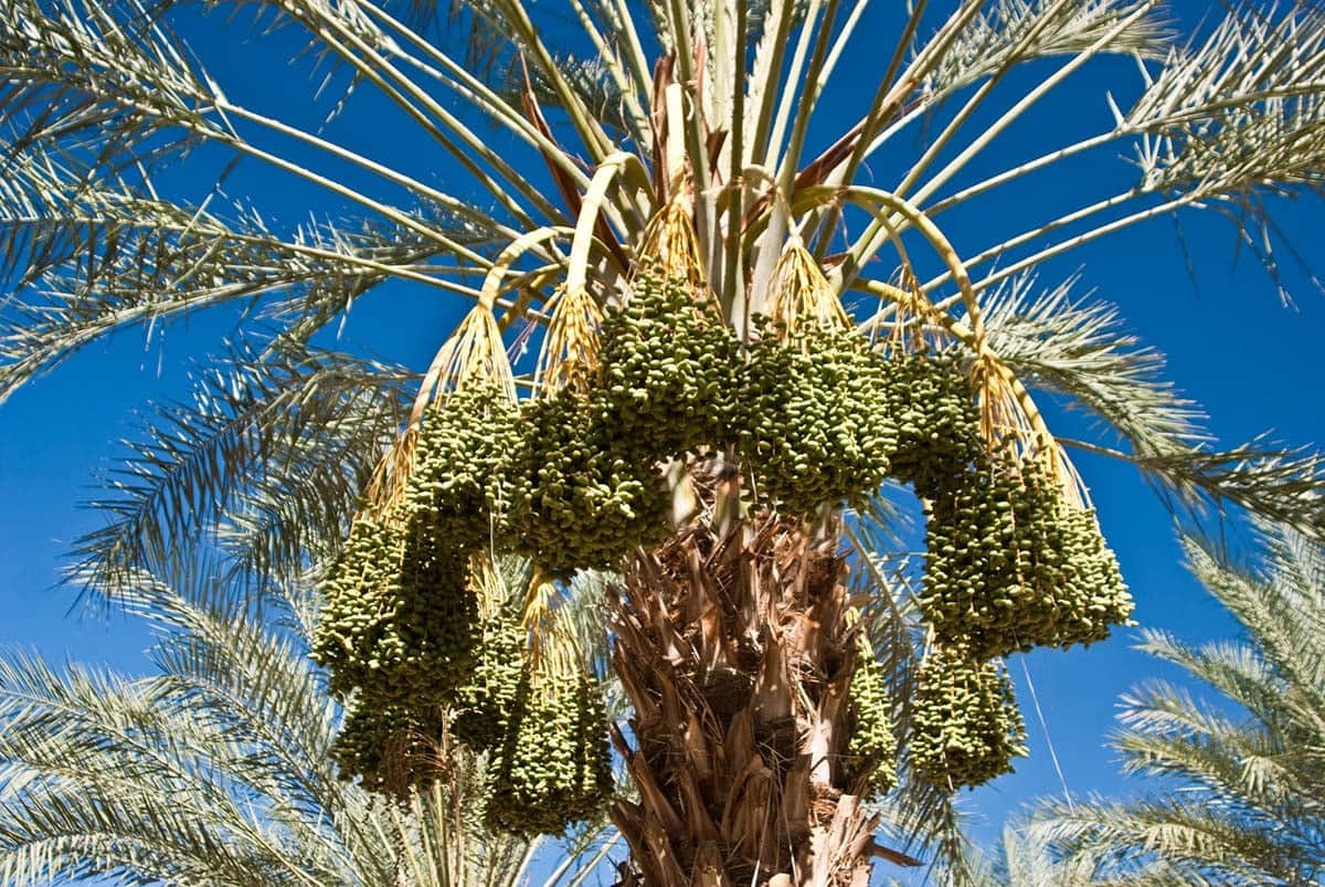 Krankesbild Einer Palme Mit Früchten