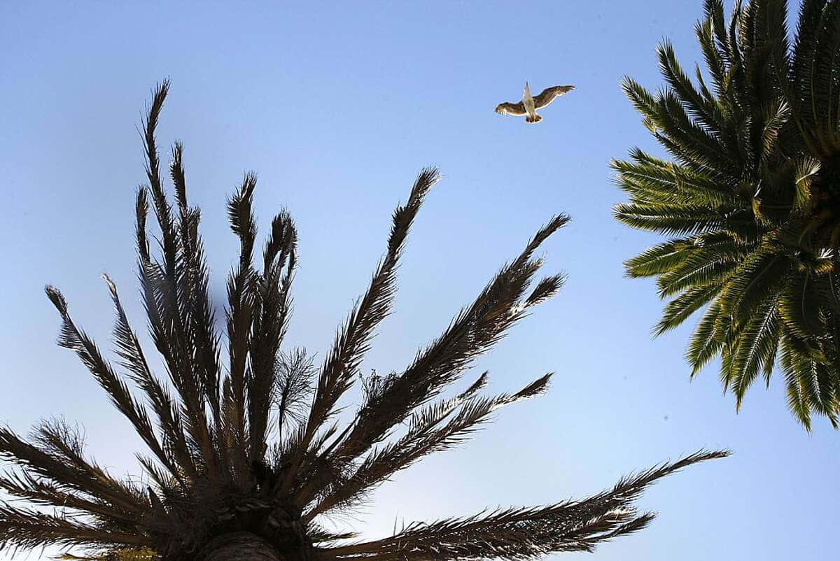 Sick Palm Tree With Bird Picture