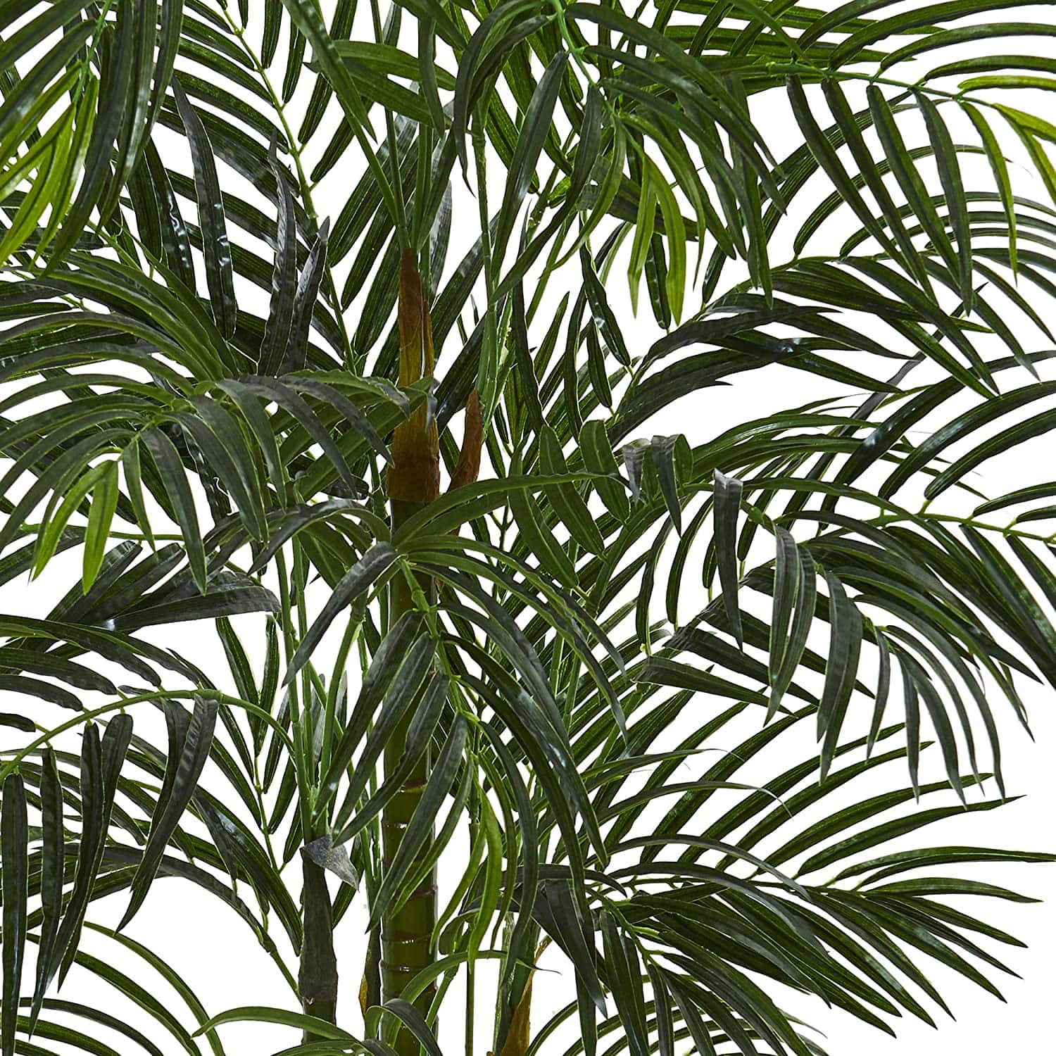 Sygtbillede Af Palmetræ Med Smalle Blade