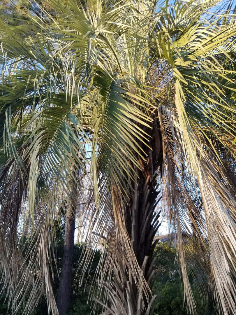 Caption: Ailing Palm Tree displaying Symptoms of Sickness
