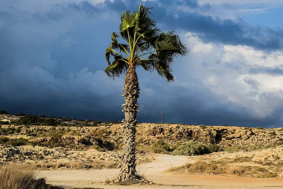 Troubled Times for a Majestic Palm Tree