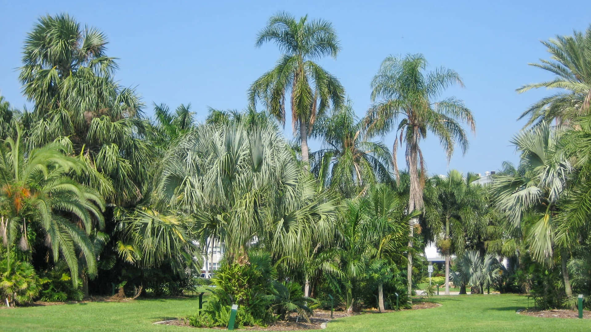 Sick Palm Tree Field Picture