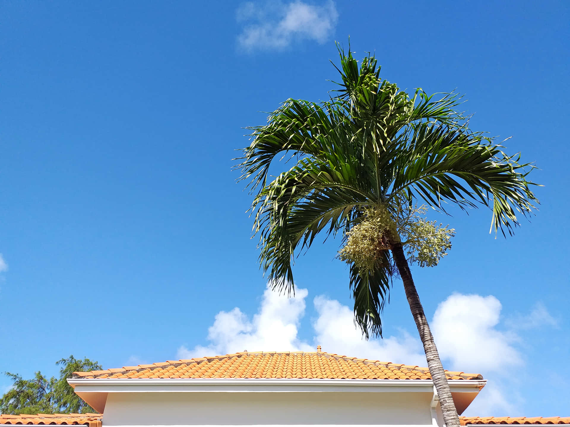 Krankesfoto Von Einer Palme Auf Einem Hausdach.
