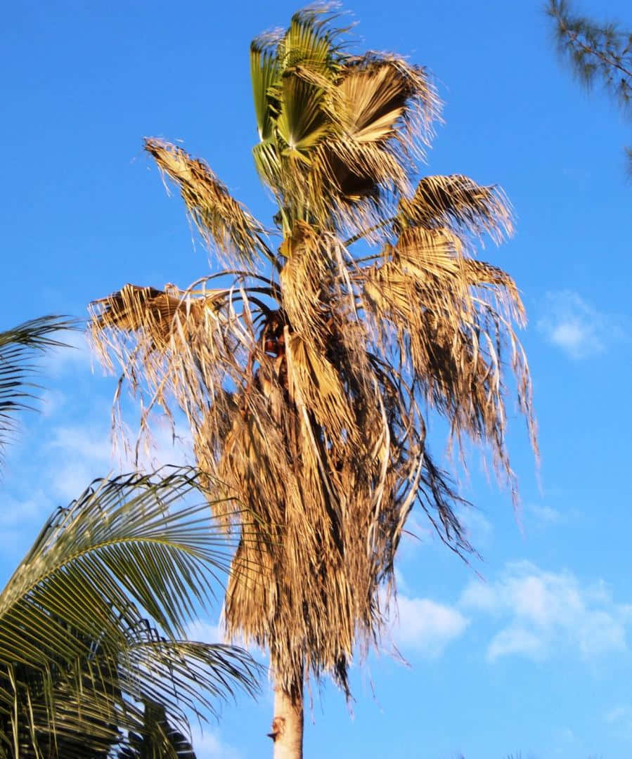 A sick palm tree showing signs of disease