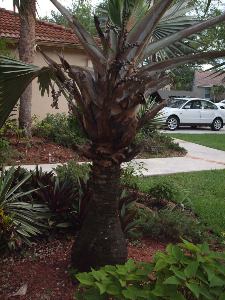 Short Sick Palm Tree Picture